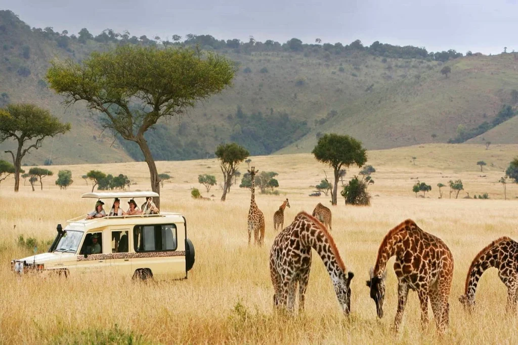 Best Tips for a Wildlife Safari in Tanzania