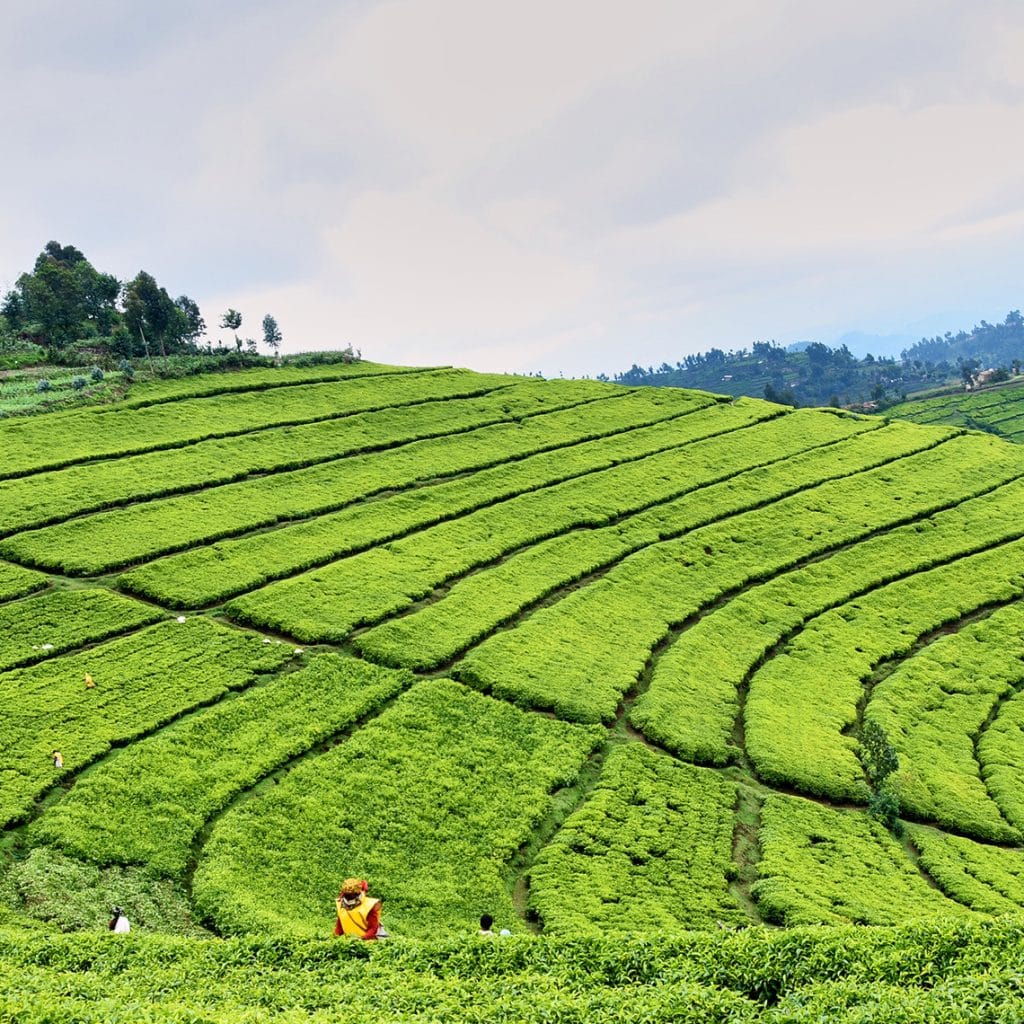 rwanda mountain tea 1 1637330012.profileImage.2x