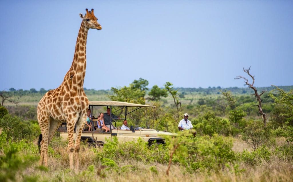 SouthAfrica Manyaleti Giraffe UG 06