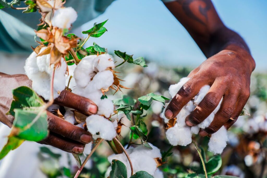 Bottom UP Cotton Ethiopia Climax film production1 1024x683 1