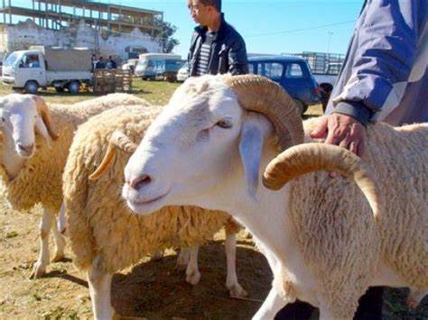 Algeria imports sheep