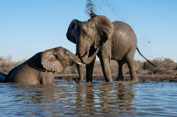 elephants bathing freely in the Botswana