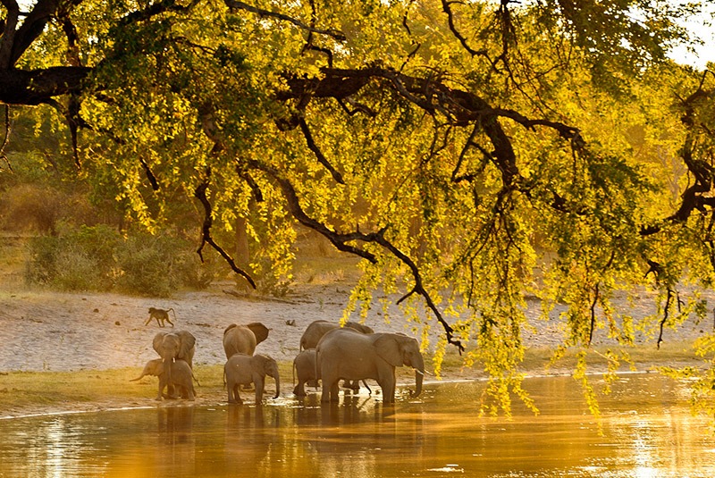 Namibia National par with Elephants