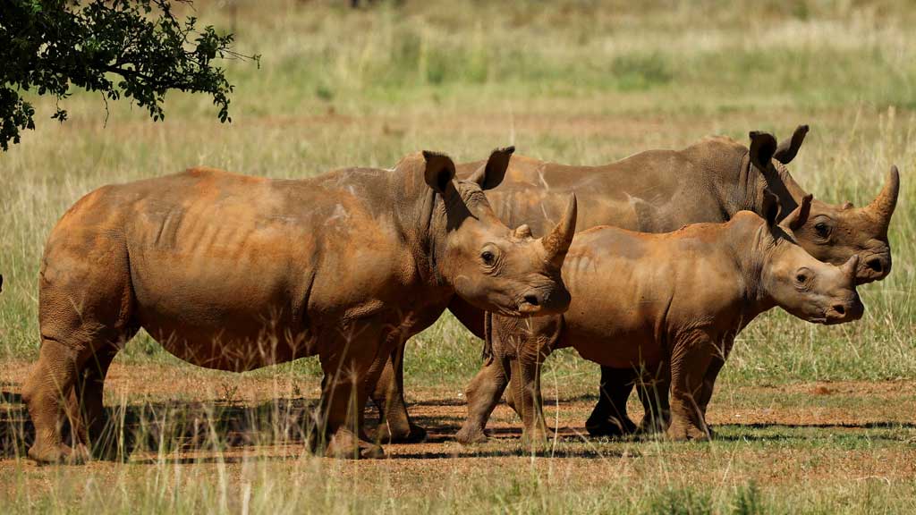 Rhinos in South Africa